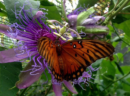 Take an Evening Stroll through Butterfly Garden
