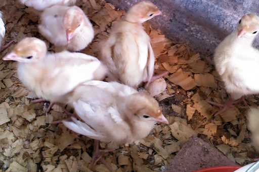 Turkey poults at P.O.P. Acres.jpg