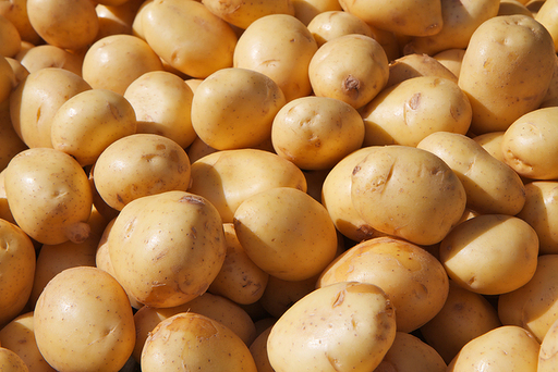 Yukon Gold potatoes.jpg