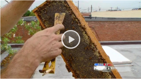 Honeybees.png
