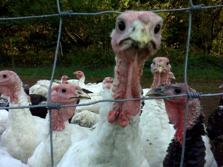 Apprehensive Turkey.jpg