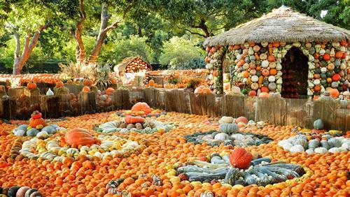arboretum-pumpkin patch.jpg